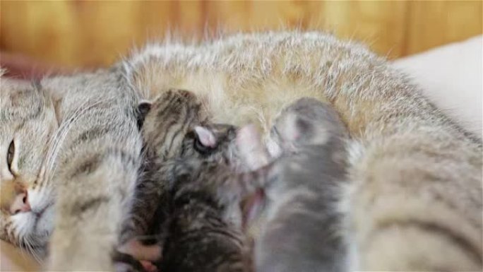 小猫咪们正在为它们的母亲的乳汁而战。