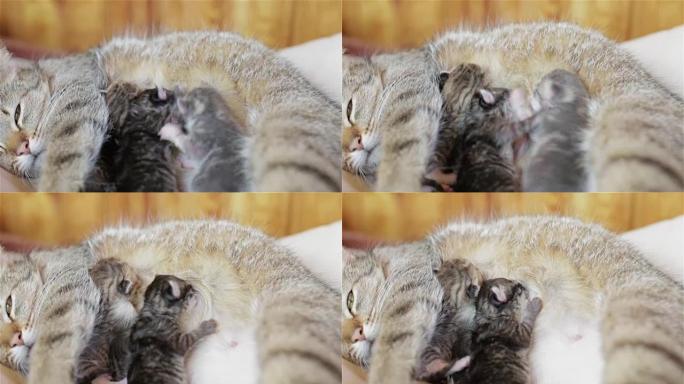 小猫咪们正在为它们的母亲的乳汁而战。