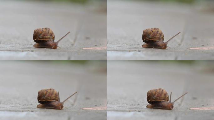 小慢速蜗牛爬过人行道