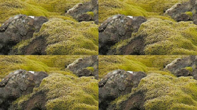 冰岛秋天，熔岩田上泛黄的苔藓，特写镜头