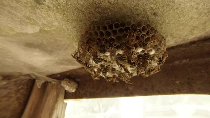 许多条纹黄蜂沿着天花板上的蜂巢爬行