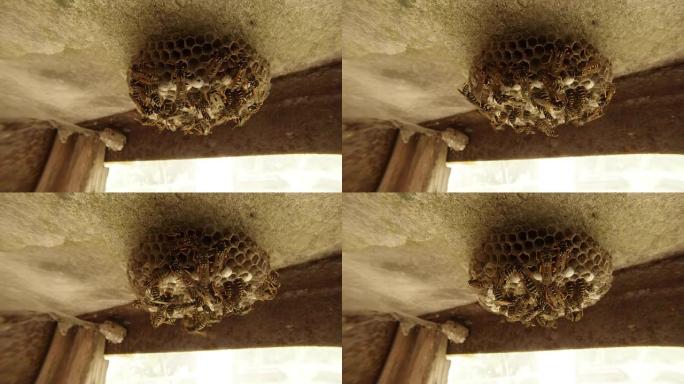 许多条纹黄蜂沿着天花板上的蜂巢爬行