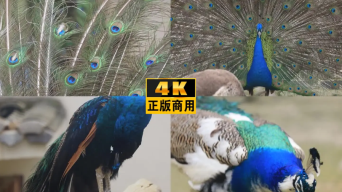 孔雀开屏4K凤凰大熊猫乐园