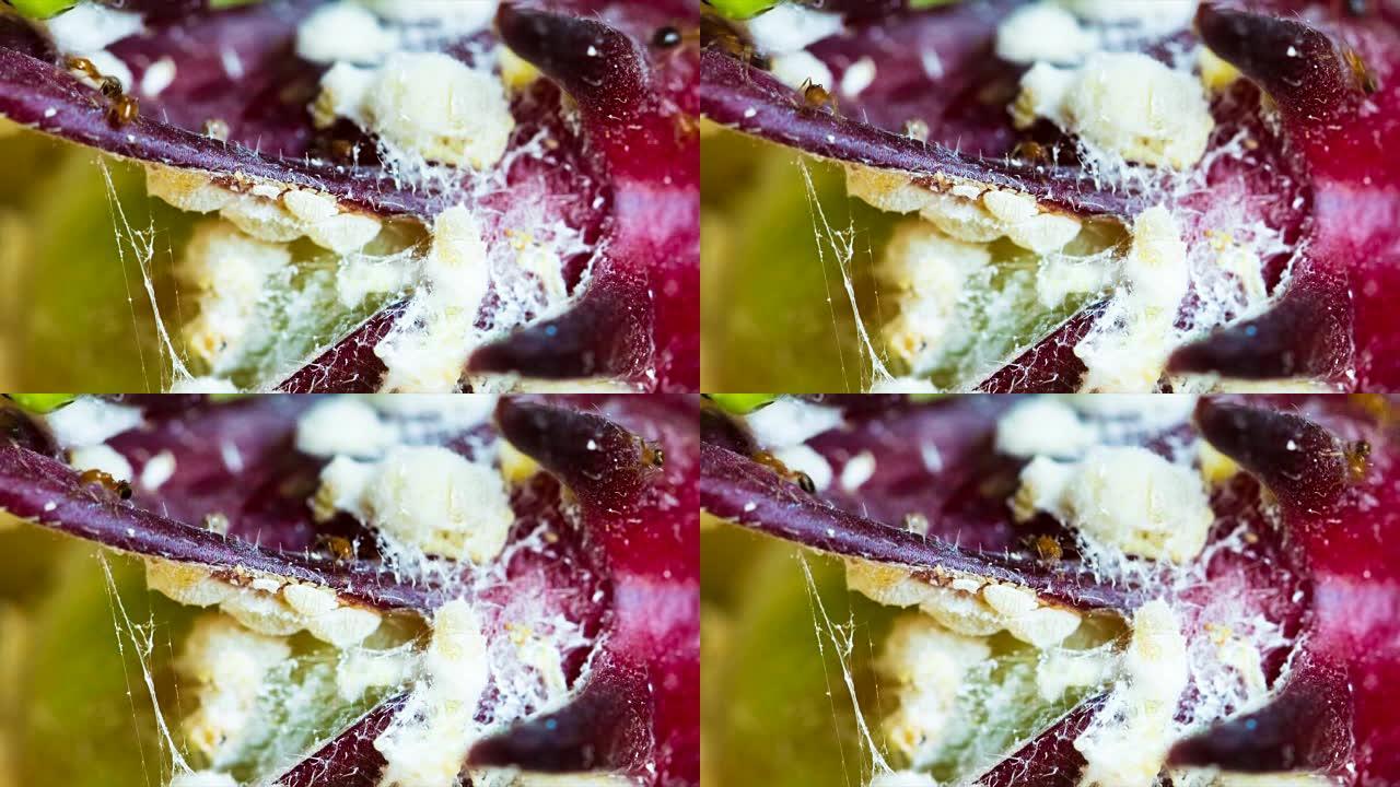 Rosella果蚁会产生白网并使植物病害。