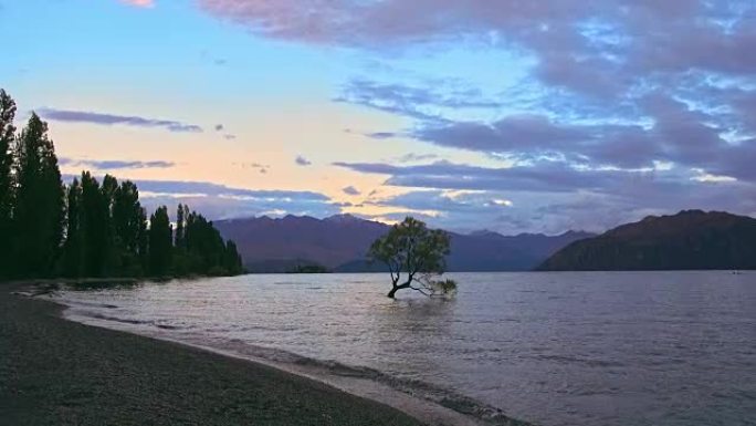 Wanaka Tree，Wanaka湖，新西兰