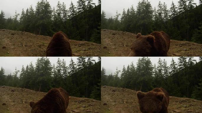 在多云的天气中，棕熊在松树林的岩石边缘对相机摆姿势