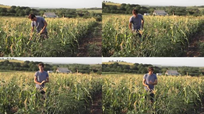 年轻的农民在有机生态农场的田地上检查玉米芯。