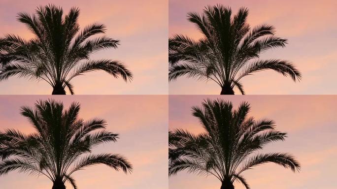 日落天空棕榈顶风移动4k西班牙