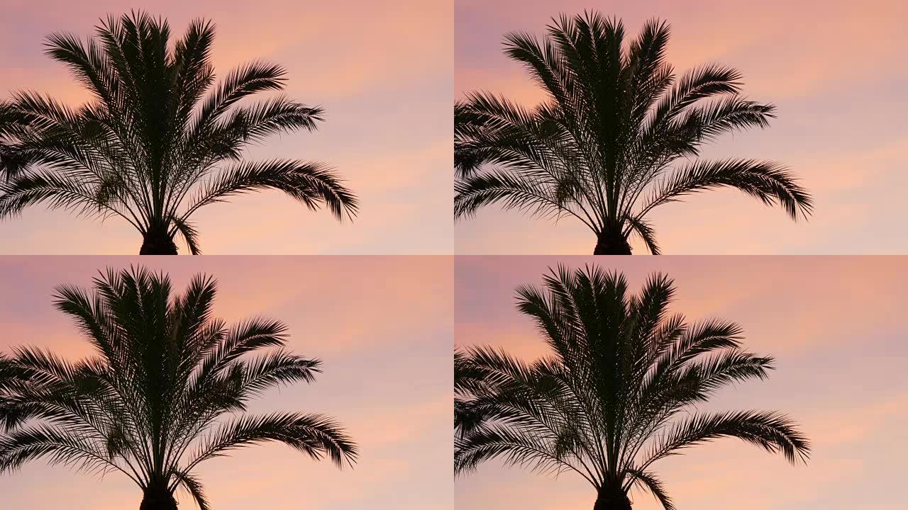 日落天空棕榈顶风移动4k西班牙