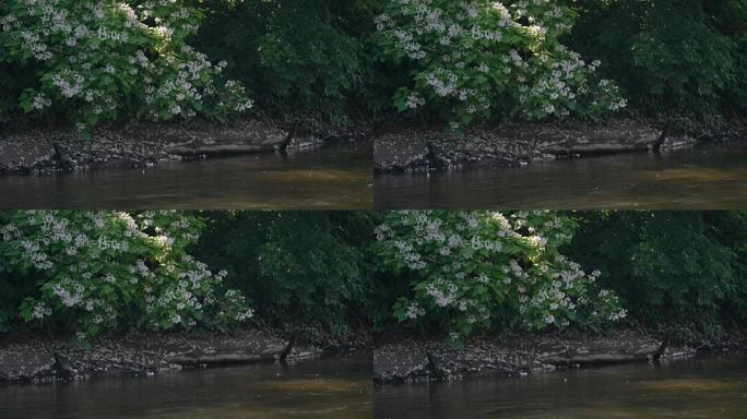 凯霍加河上的白杨树上的白花
