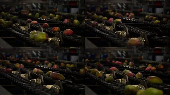 包装生产线中的芒果水果