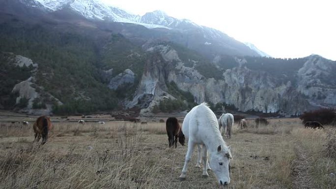 高清: 马南喜马拉雅山谷放牧的马。