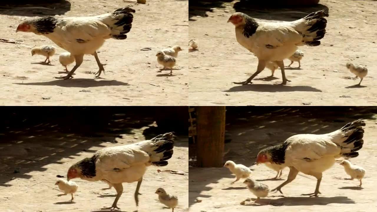 小鸡和小鸡在漫步