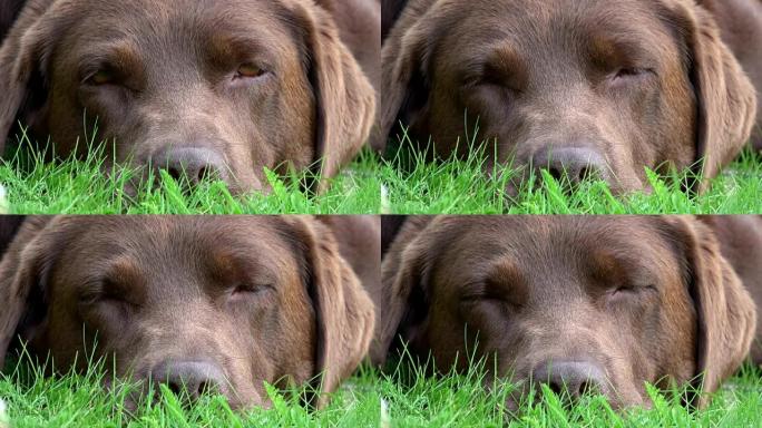棕色拉布拉多犬在gras中疲倦，4K