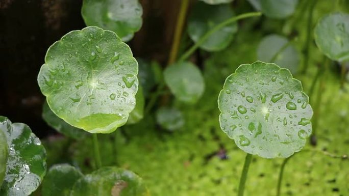 Gotu kola或Asiatic pennywort或印度pennywort