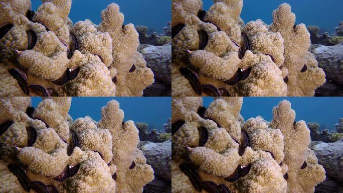 彩色珊瑚蛤