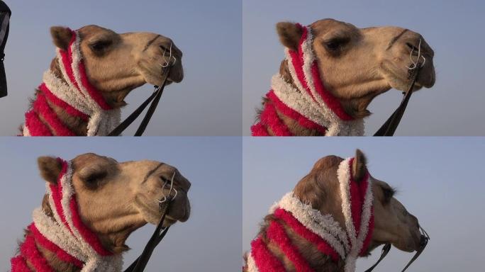 印度天空背景上的骆驼头