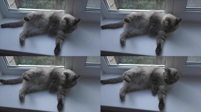 猫在窗台上洗
