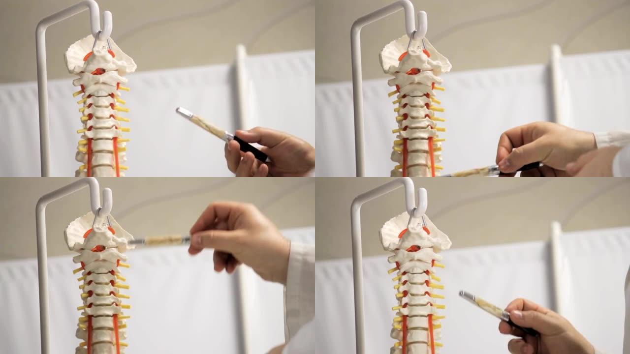 人体脊柱椎骨上部的布局，特写