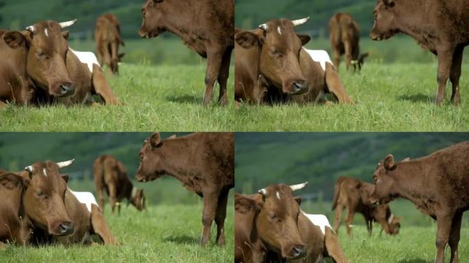 母牛和她的小牛