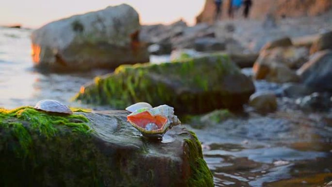 海边石头上的贝壳。视频