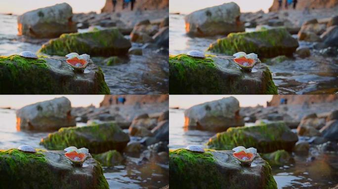 海边石头上的贝壳。视频