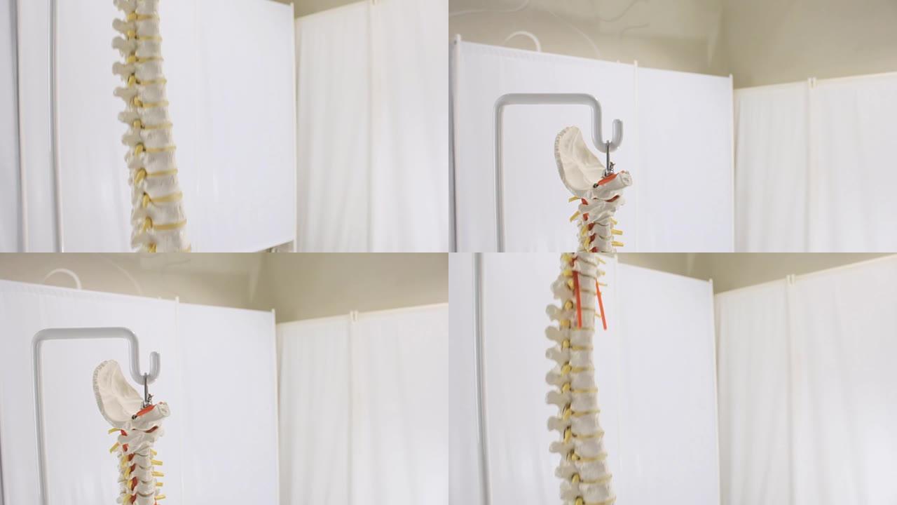 人类脊椎骨的复制品