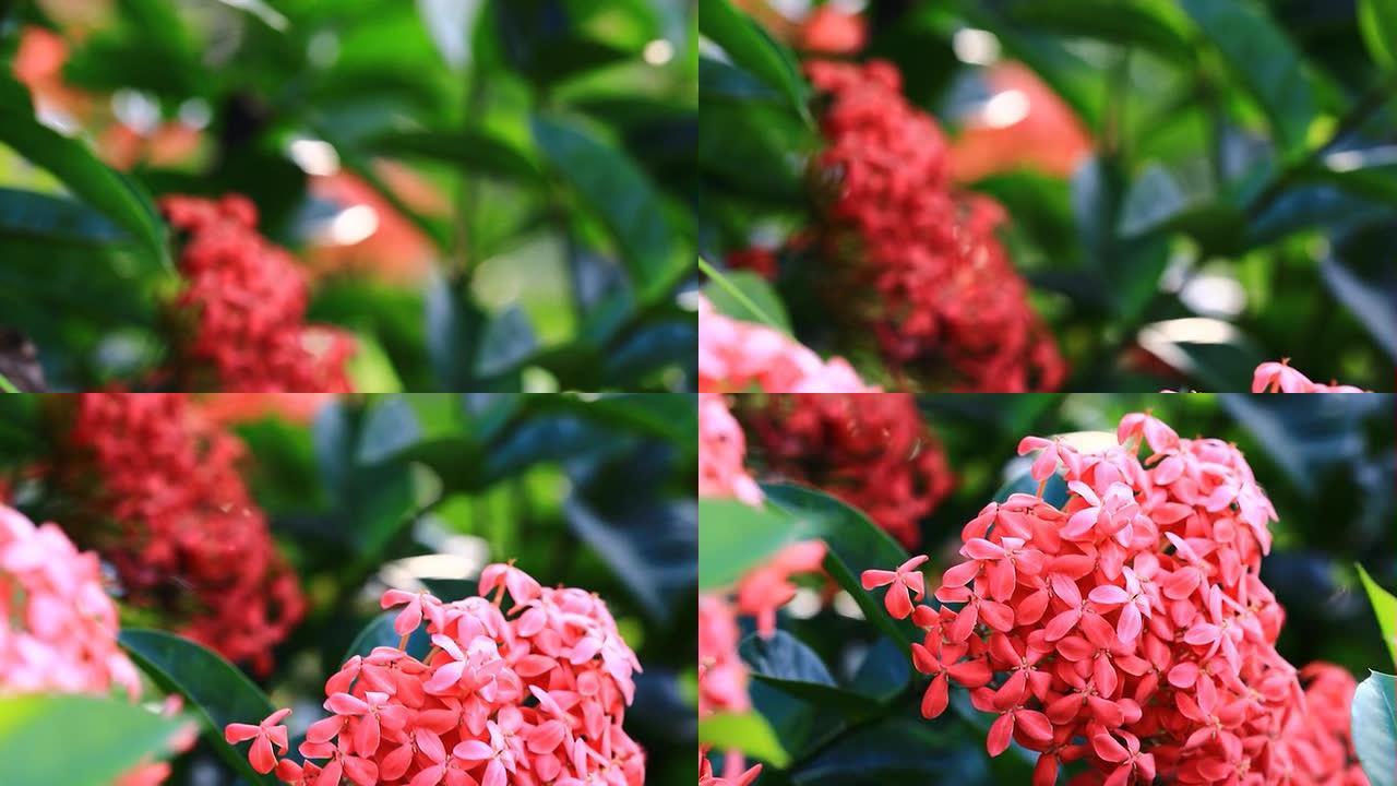 盛开的红色Ixora花朵自然镜头