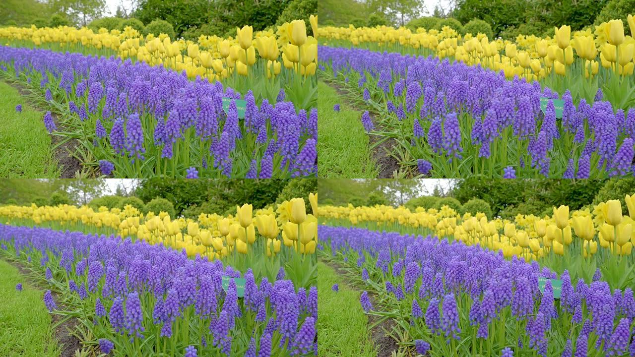 一系列黄色郁金香和紫色小花