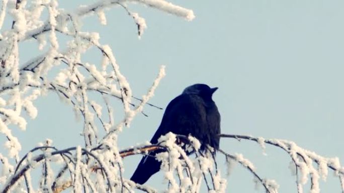 寒鸦坐在白雪覆盖的树枝上