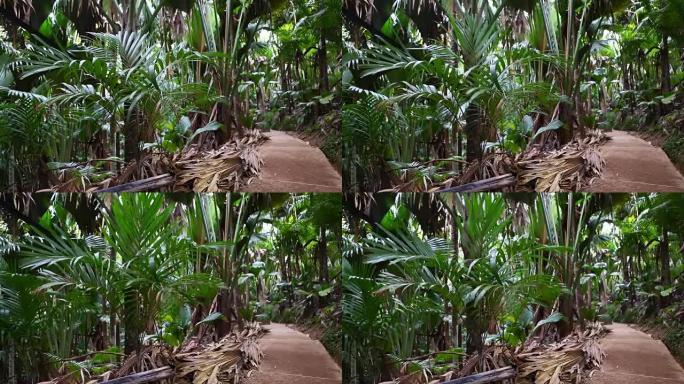 野生棕榈树森林，普拉兰岛，塞舌尔