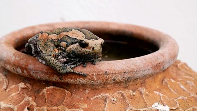 白底烤粘土陶器花瓶上的牛蛙