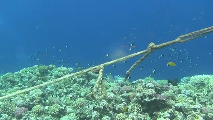 珊瑚礁上的绳索