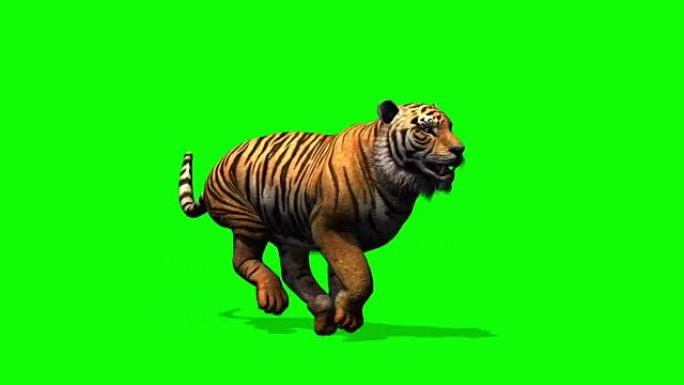 老虎奔跑-绿色屏幕