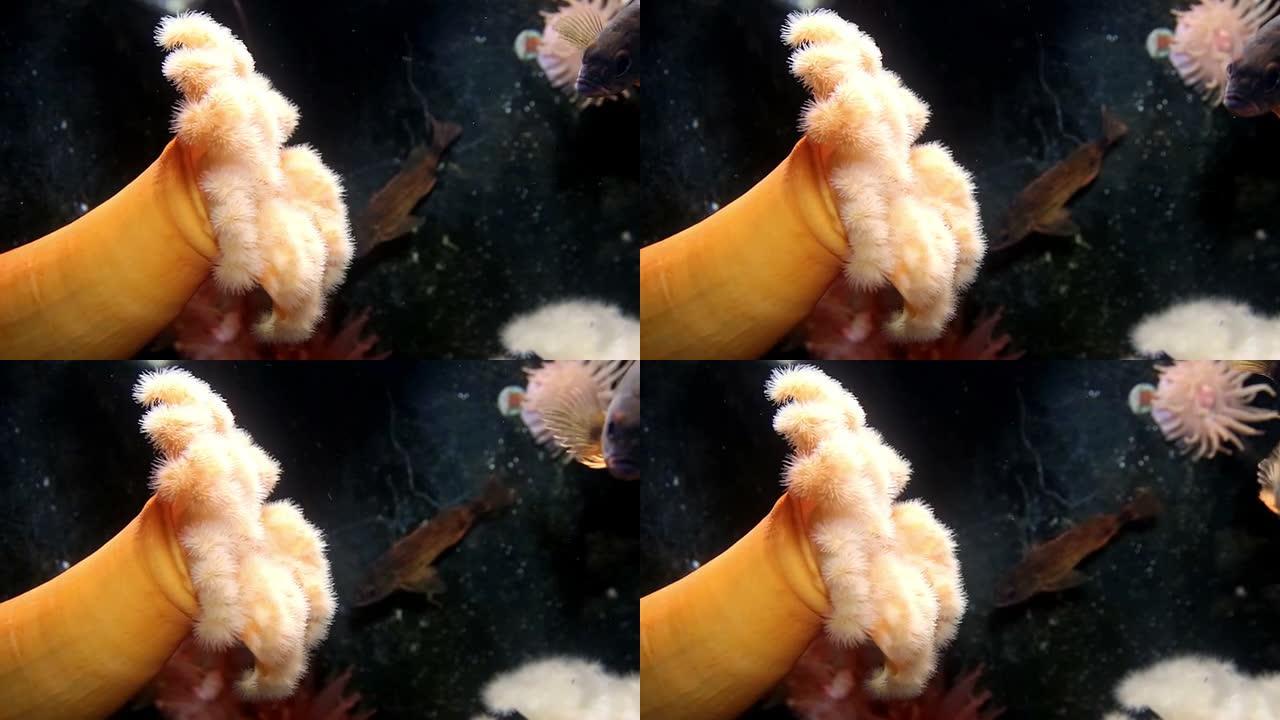 深海中的橙色海葵挥舞着触手