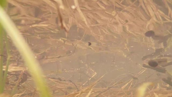 T-小湿地中的幼崽青蛙高山湖泊在去年的泉水池中关闭去年的叶子，树枝，植物的绿芽