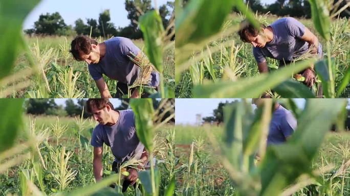 永农在有机生态农场的甜玉米田上种植玉米芯