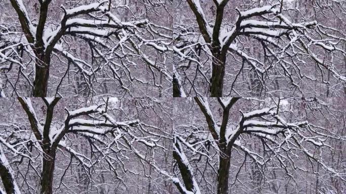 雪树的冬季森林