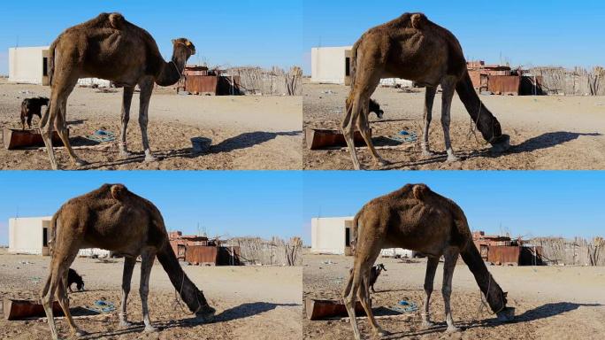 撒哈拉沙漠，单峰骆驼