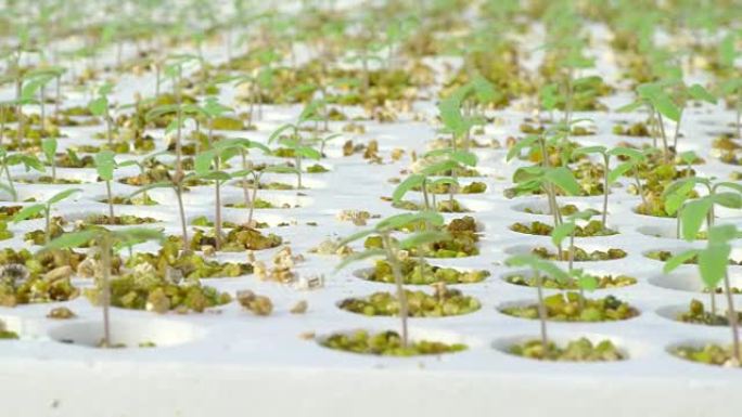 温室中的一排排番茄水培植物