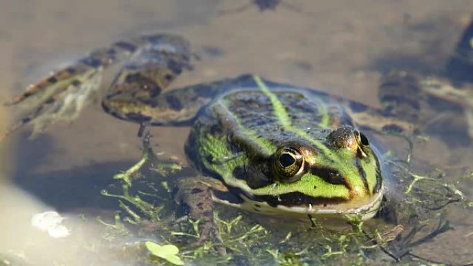 池塘上的绿色沼泽青蛙，欧洲野生动物