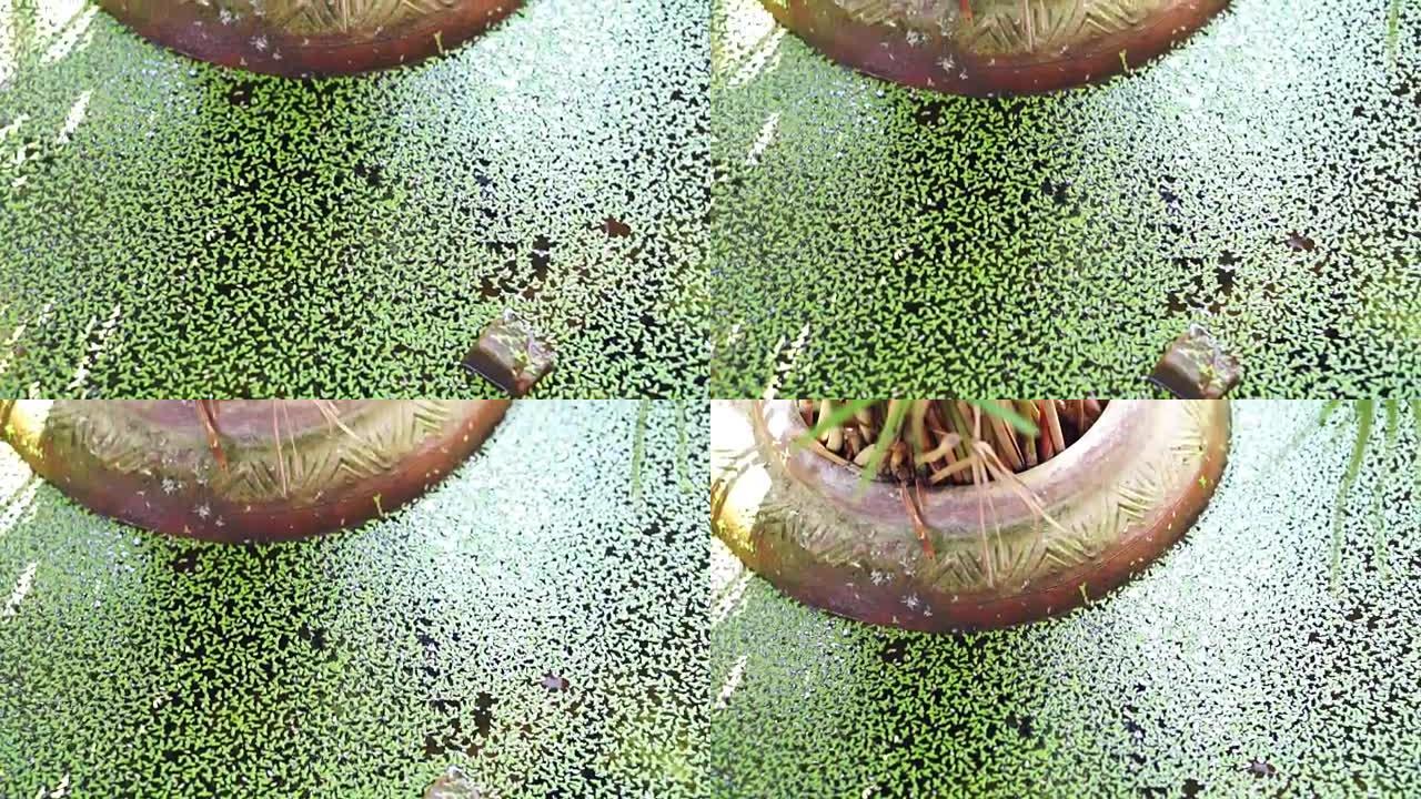 池塘表面的蚊蕨，水蕨绿色植物视频