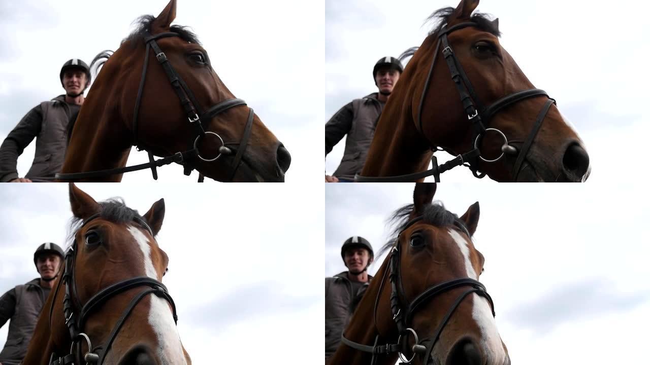 马的枪口或头部与缰绳合拢。棕色种马的脸和眼睛的特写镜头，鬃毛细节。骑师骑马坐着。慢动作
