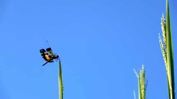 蜻蜓在草地上慢动作，模糊的天蓝色或蔚蓝的天空和美丽的云彩。成人的特点是大型多面眼睛两对坚固的透明翅膀