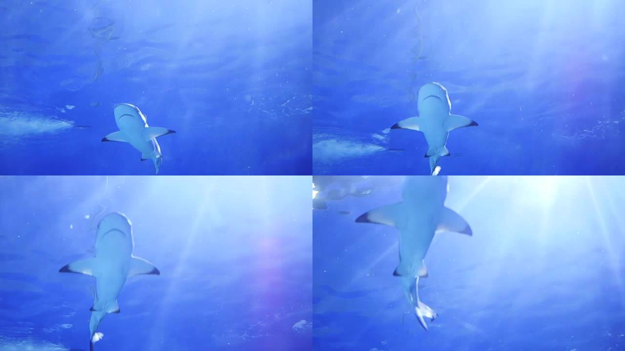 大鲨鱼在礁石周围游动。潜水面具。热带岛屿。透过水的阳光