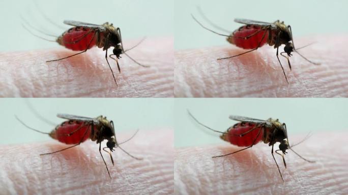 吸血蚊子 (埃及伊蚊) 的宏观