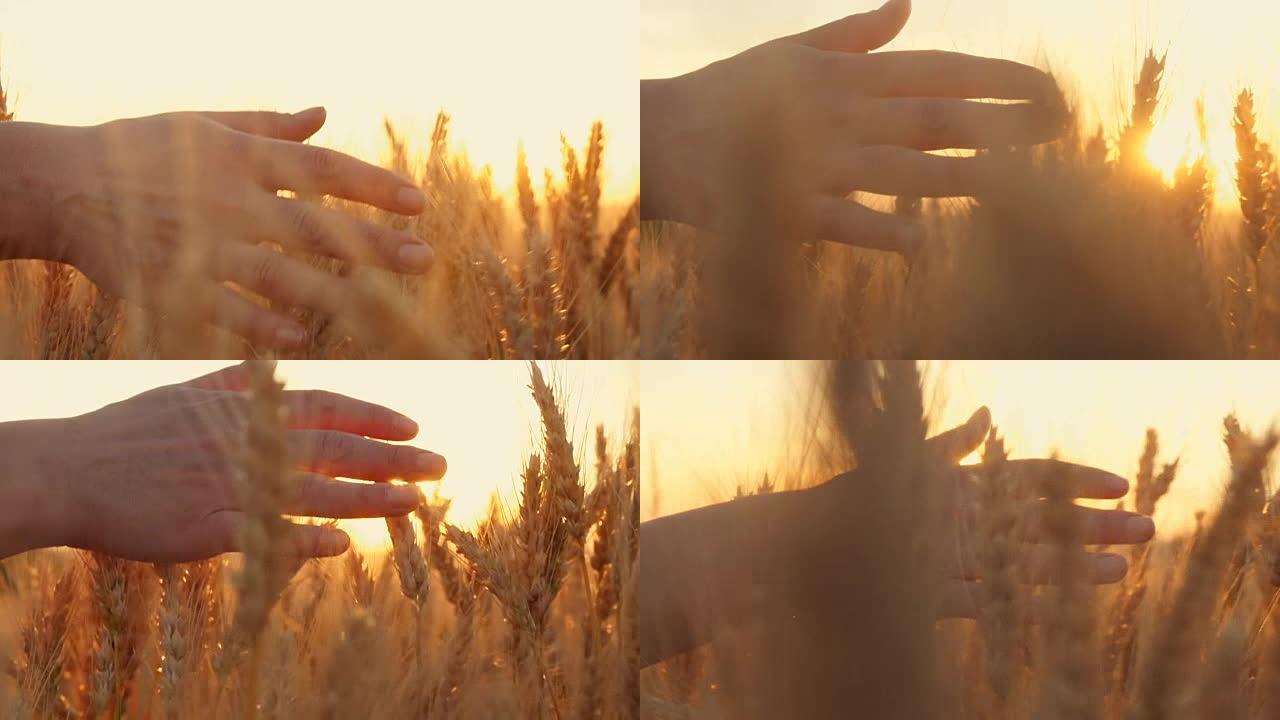 女人的手在日落时穿过麦田，抚摸麦穗