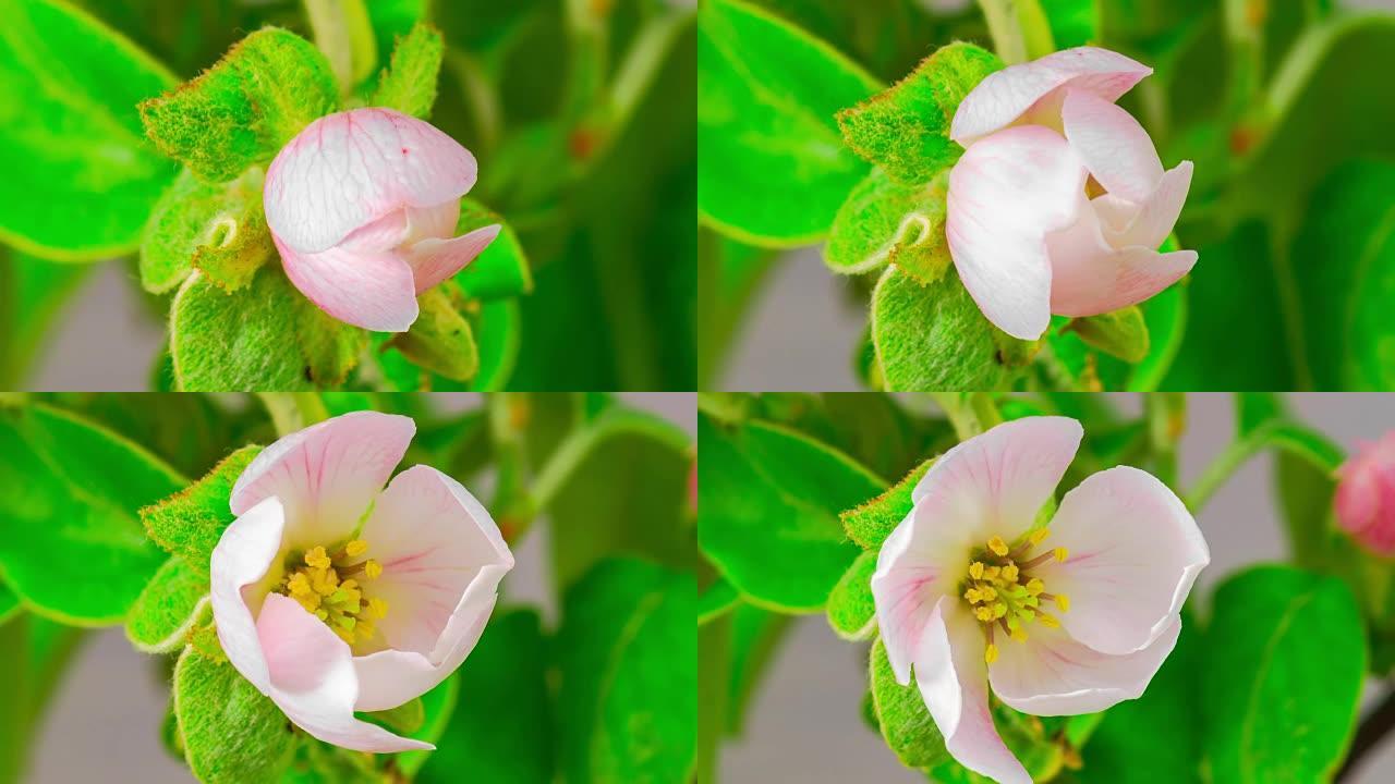 白色苹果树花。