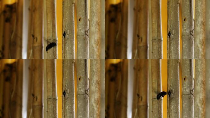 木匠蜜蜂在木洞里。