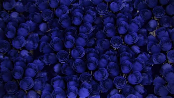 各种蓝色玫瑰的背景